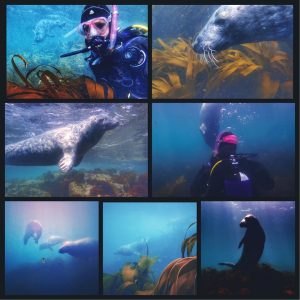 scuba diving in Yorkshire with seals